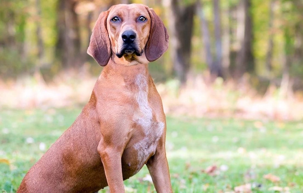 Redbone Coonhound moving through grass