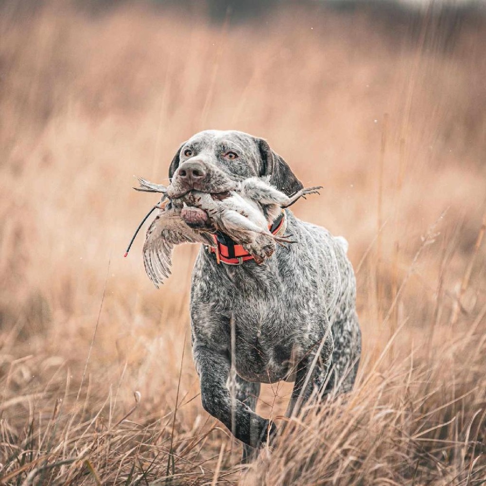 Burgos Pointer standing outdoors
