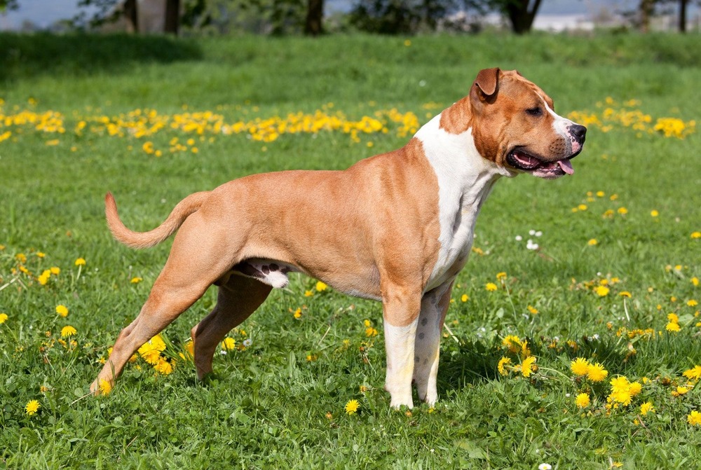 American Staffordshire Terrier resting on grass