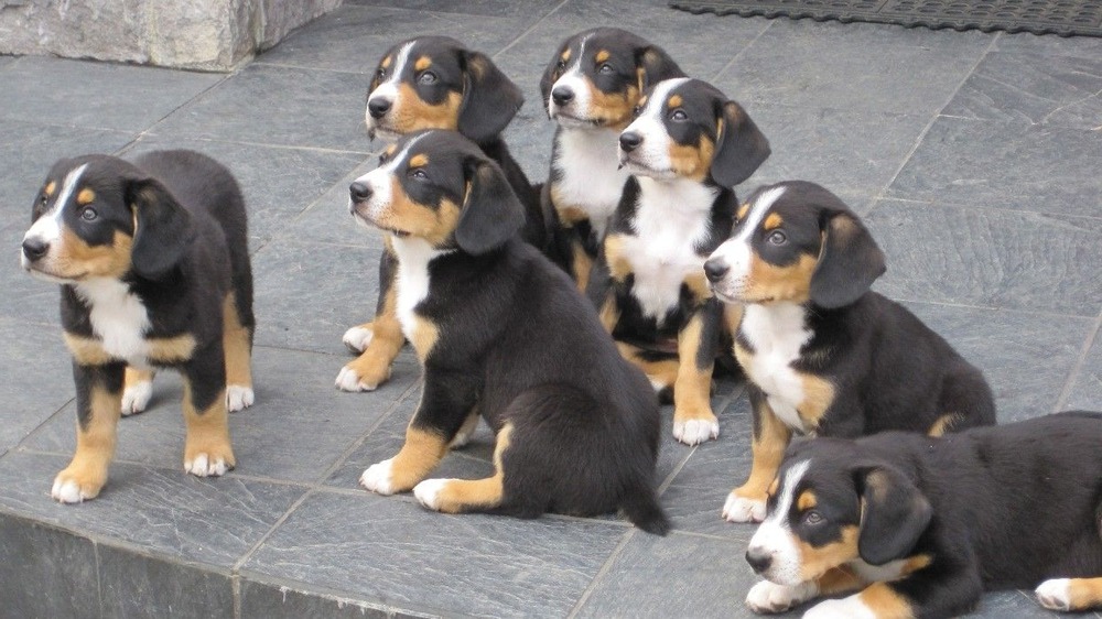 Entlebucher Mountain Dog looking alert