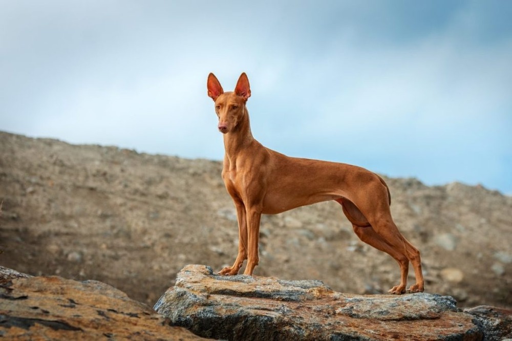 Close view of a Pharaoh Hound head and ears