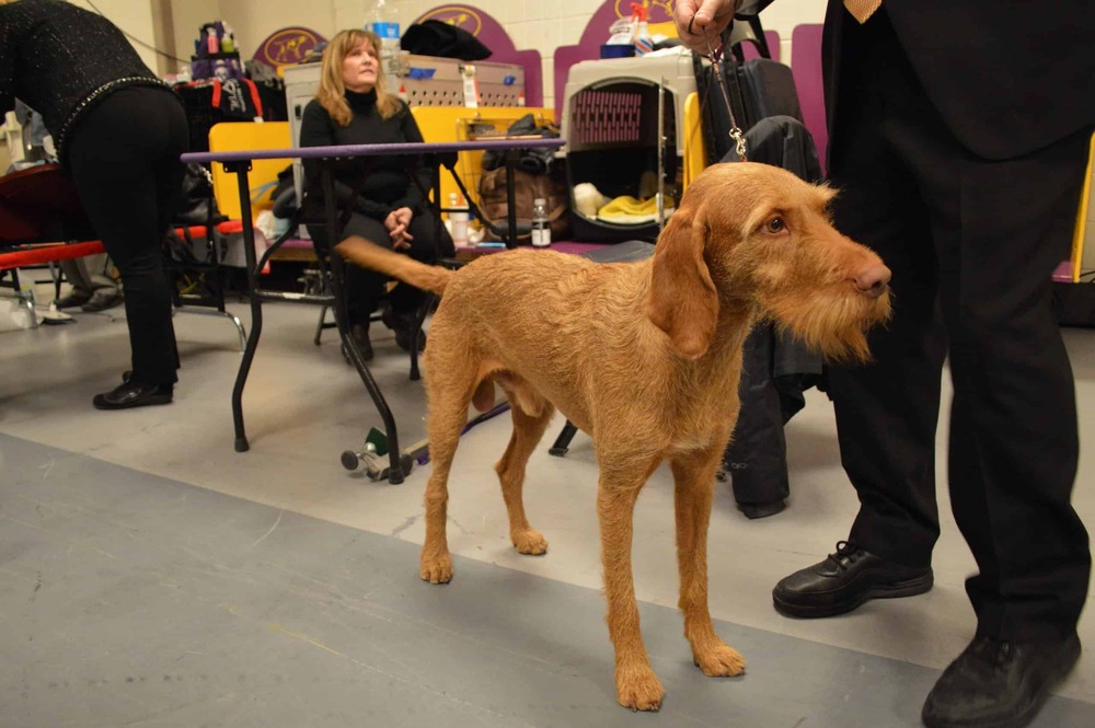 Wirehaired Vizsla moving through grass