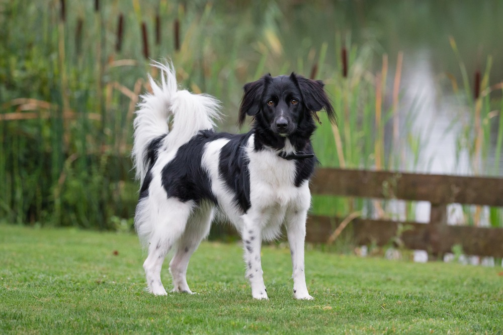 Stabyhoun running on grass