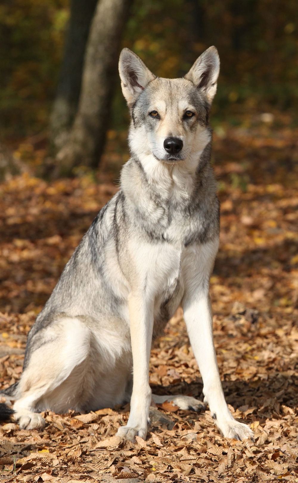 Saarloos Wolfdog standing in profile