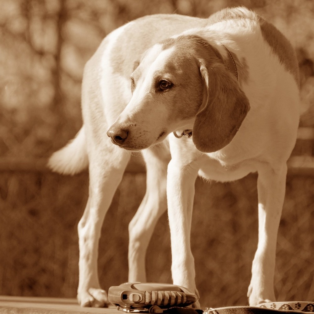 Harrier dog close up with floppy ears