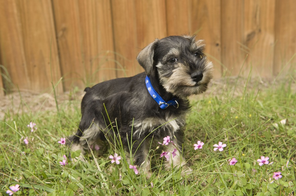 Miniature Schnauzer close up with beard and eyebrows