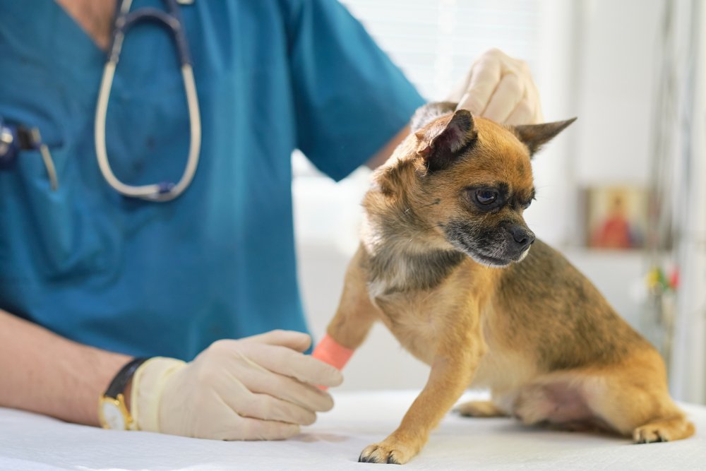 Dog resting at home with a calm expression