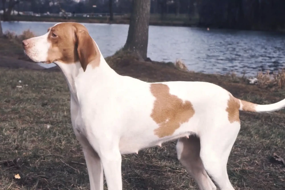 Braque Saint-Germain sitting attentively
