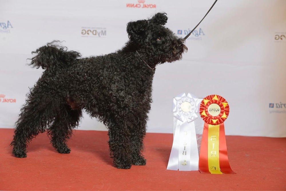 Pumi standing outdoors with curly coat and alert ears
