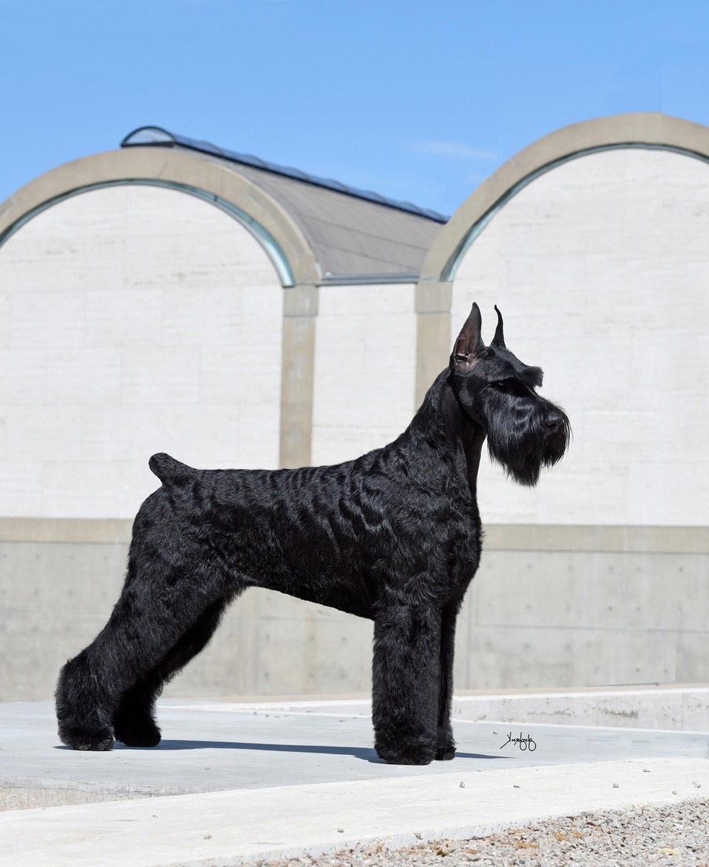 Giant Schnauzer standing outdoors