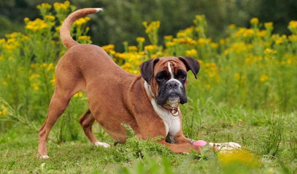 Close view of a Molosser type dog head and shoulders