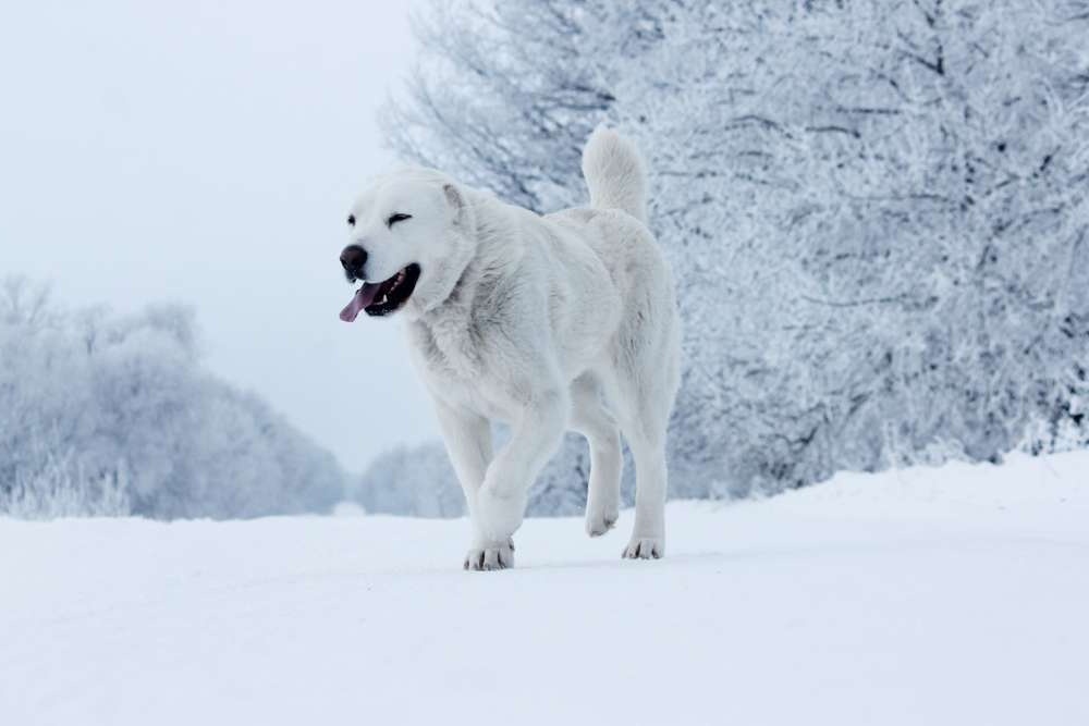 Central Asian Shepherd Dog lying down outdoors