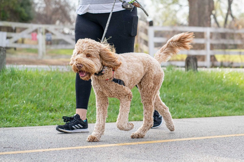 Dog moving at an easy pace on a path