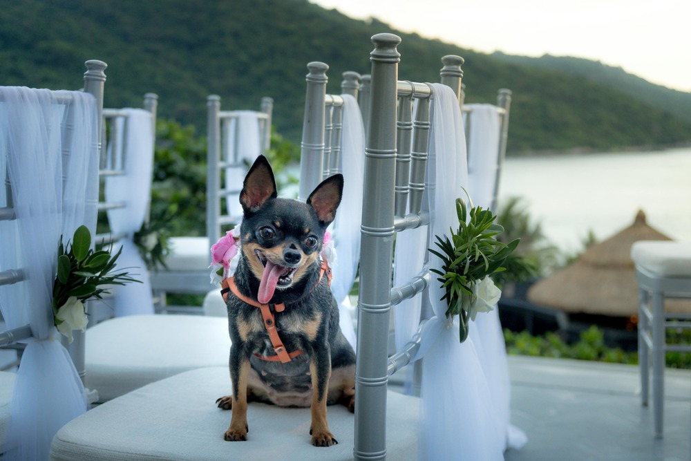 Pedigree dog standing profile at a show
