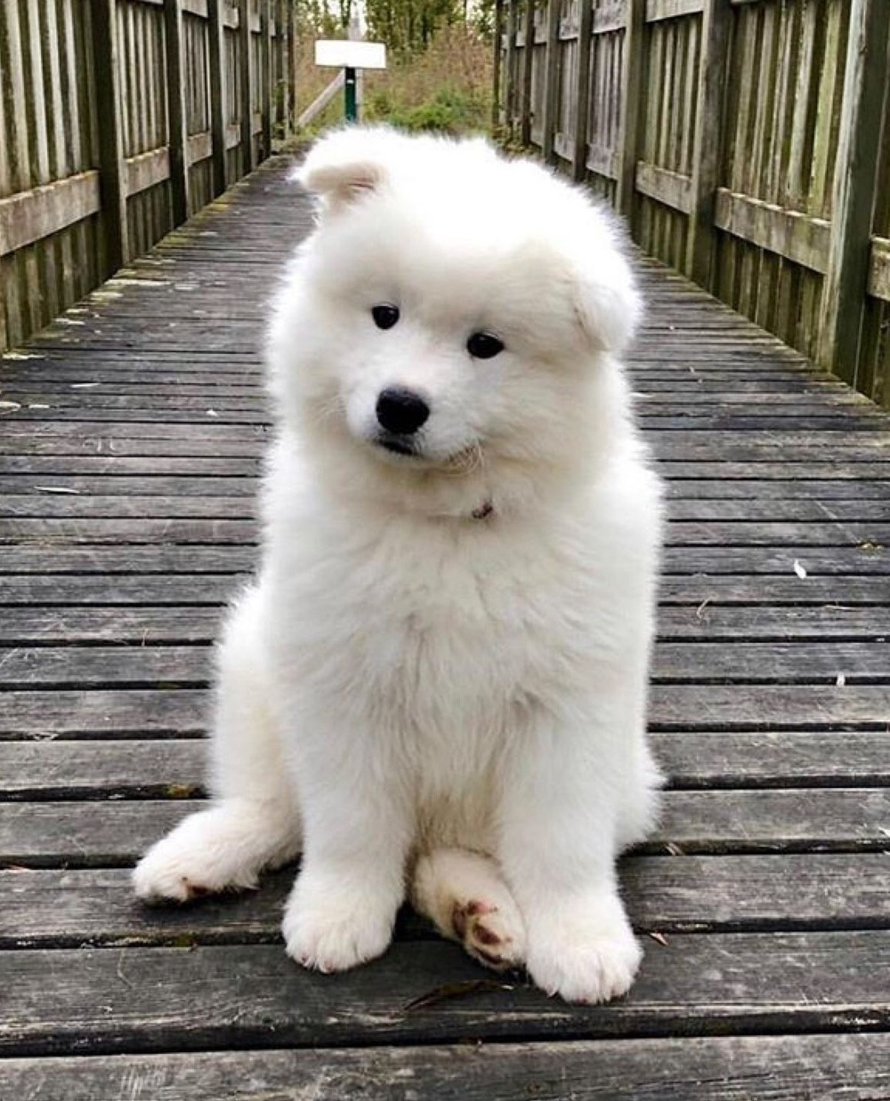 Samoyed standing in snow with thick coat