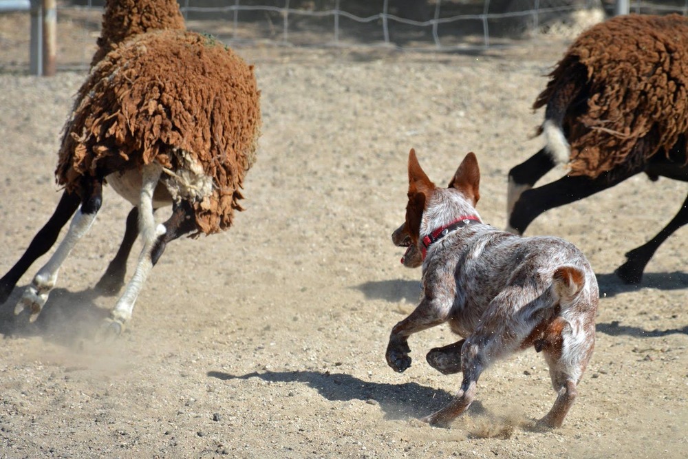 Australian Stumpy Tail Cattle Dog looking alert outdoors