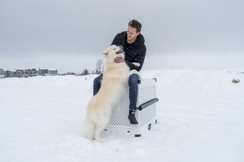 Large husky type dog standing outdoors