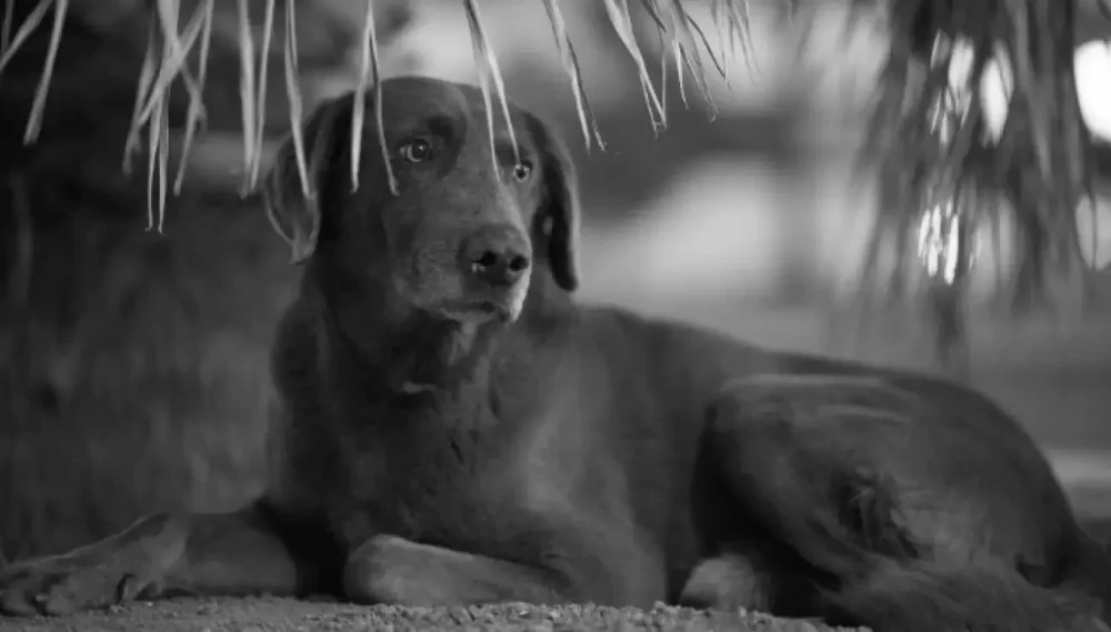 Austrian Pinscher standing outdoors