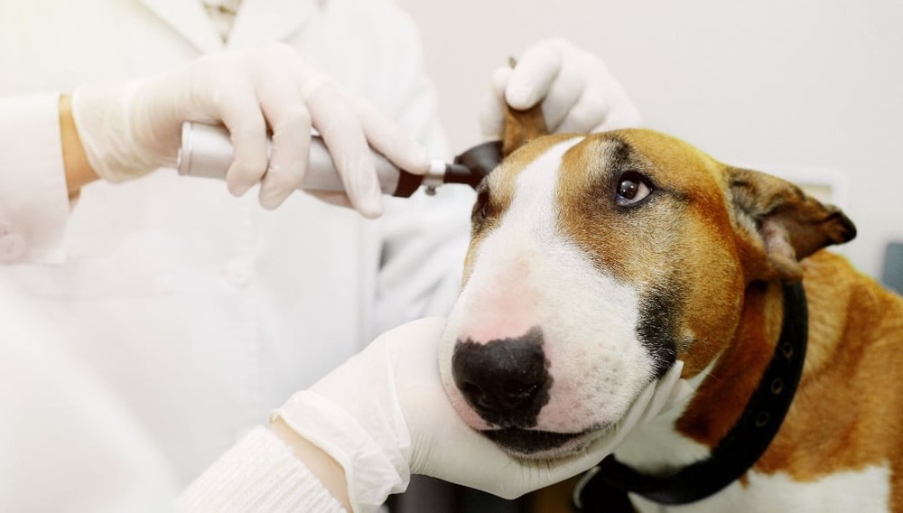Owner checking a dog's ear gently