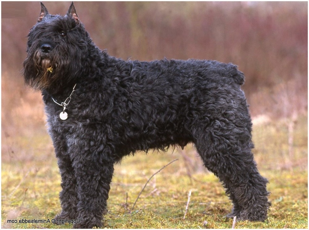 Bouvier des Flandres walking on lead on a path