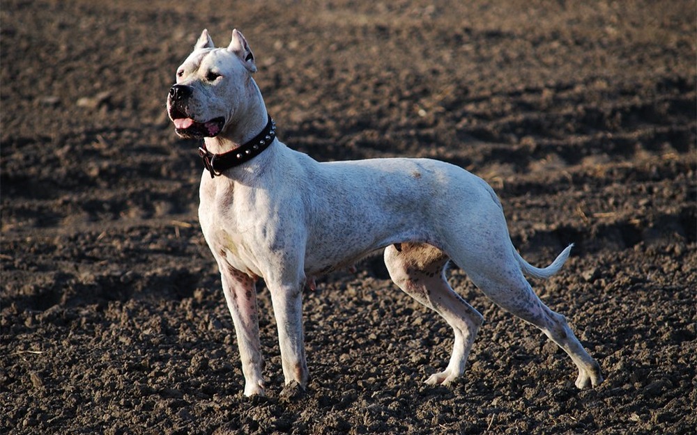 Dogo Argentino lying on grass