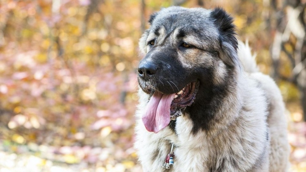 Large guardian dog moving through grass