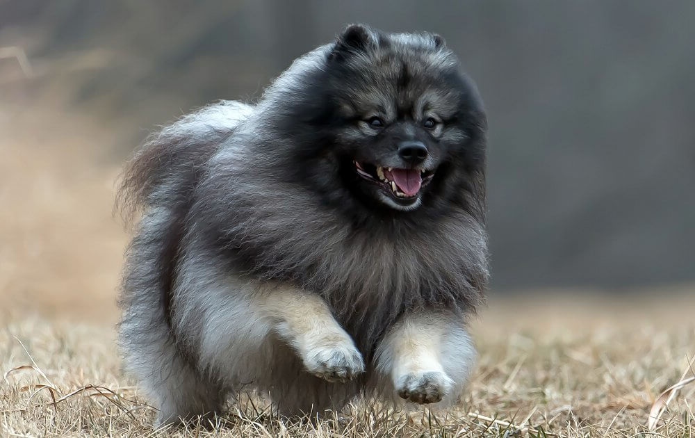 Keeshond sitting attentively in a garden