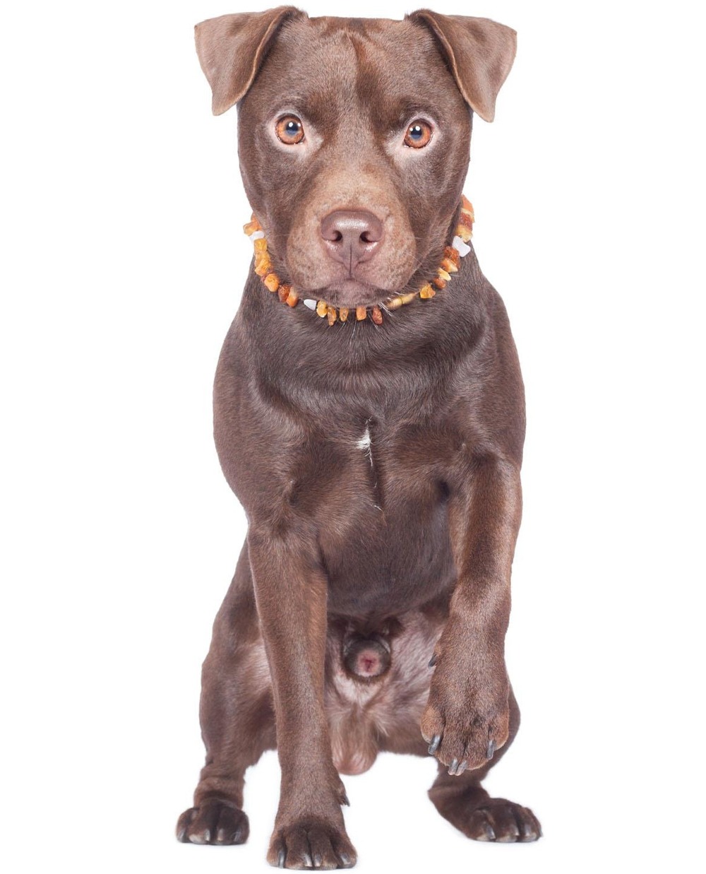 Close-up of a Patterdale Terrier face