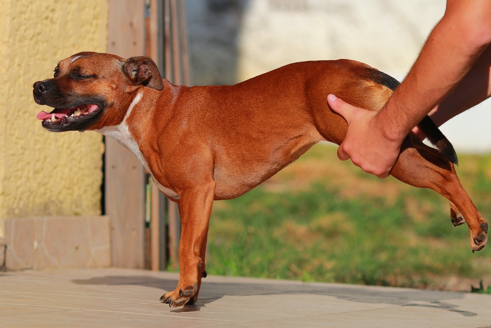 Dog receiving supportive care for mobility