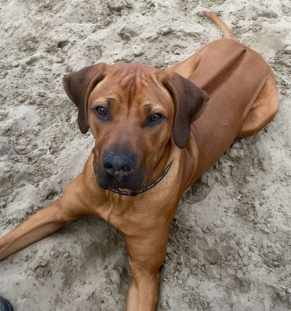 Rhodesian Ridgeback standing side on