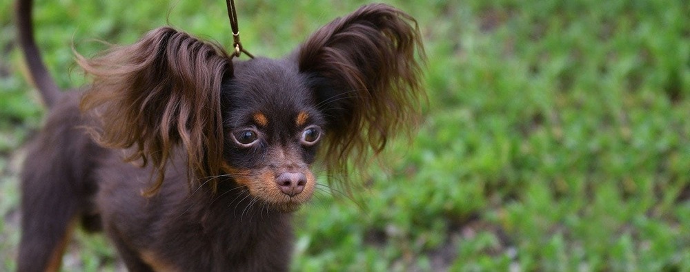 Russian Toy dog standing alert