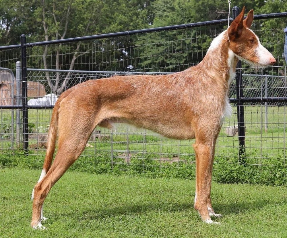Ibizan Hound standing alert outdoors