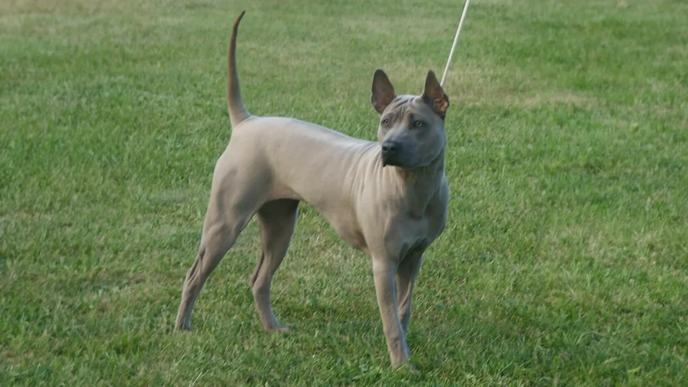 Thai Ridgeback resting at home
