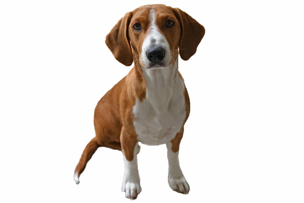 Short-haired dog standing side-on