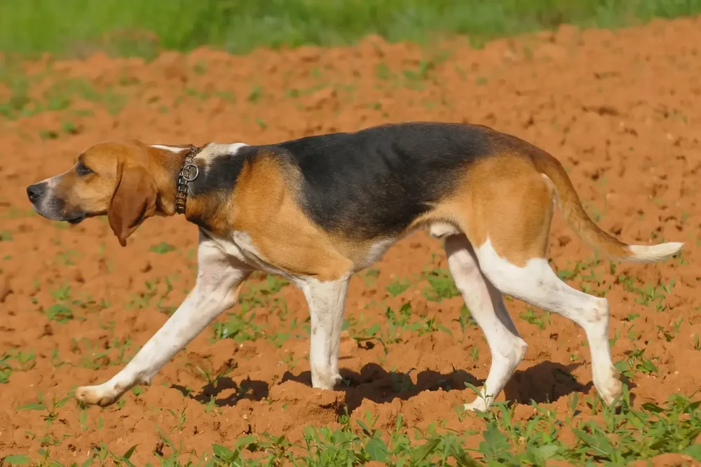 Anglo-Français de Petite Vénerie head and ears close-up
