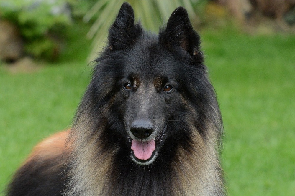 Belgian Shepherd Dog Tervueren resting on grass