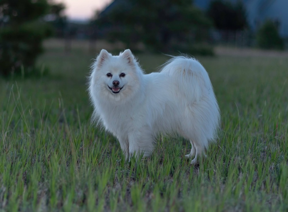 American Eskimo Dog sitting alertly