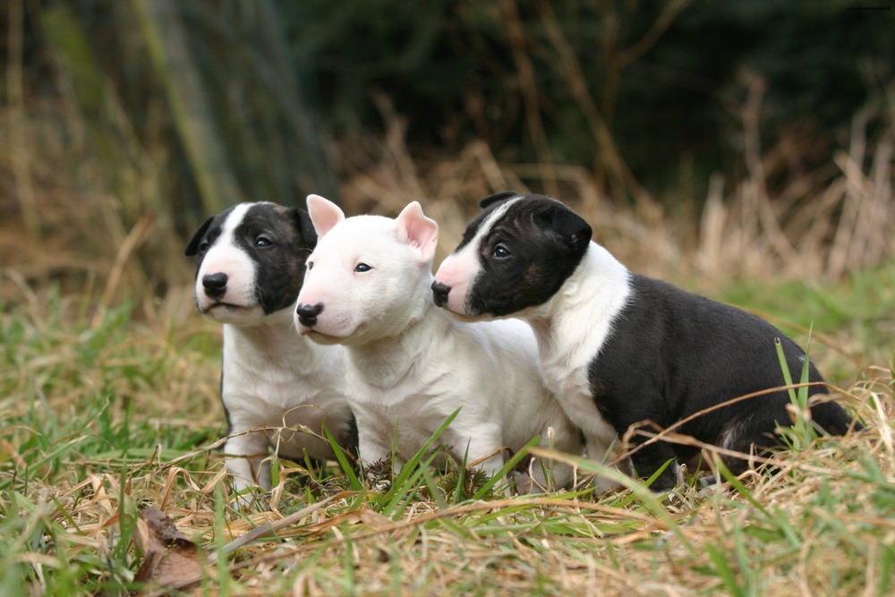 Miniature Bull Terrier resting indoors