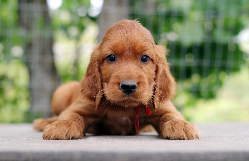 Irish Setter resting calmly at home