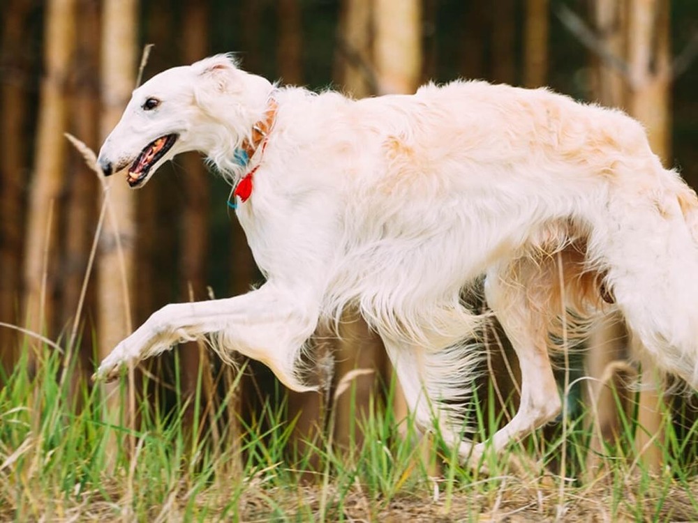 Borzoi with a long silky coat outdoors