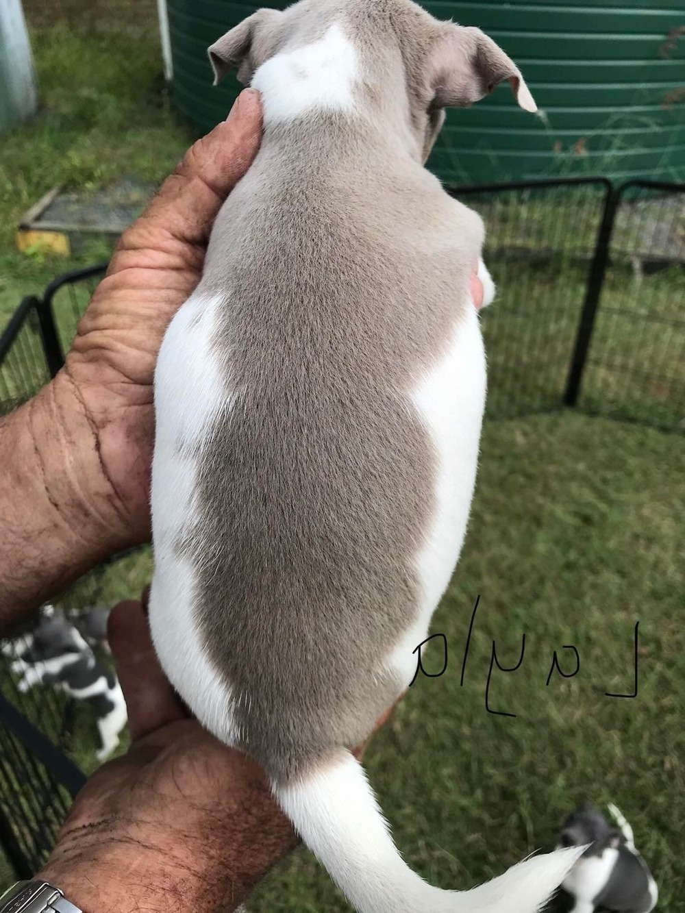 Miniature Fox Terrier standing outdoors