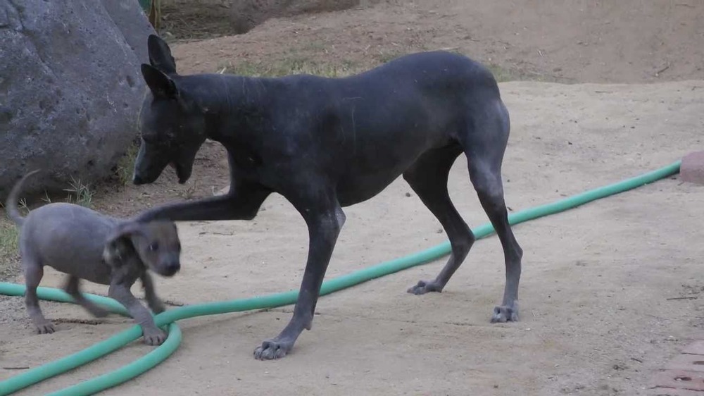 Close view of a hairless dog's skin texture