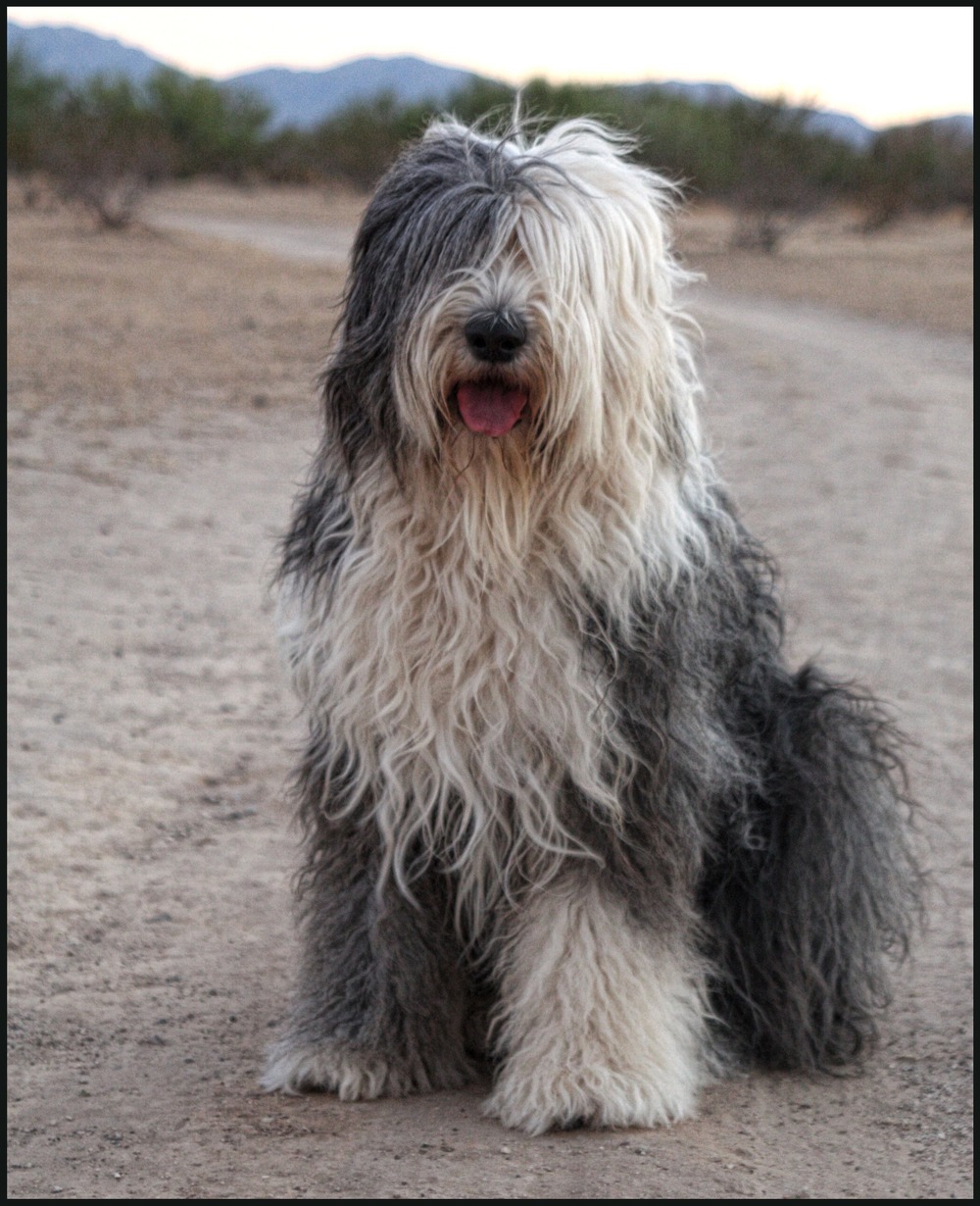 Old English Sheepdog resting indoors on the floor