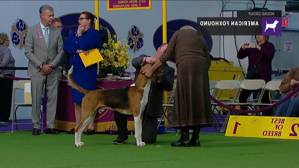 Trigg Hound resting outdoors