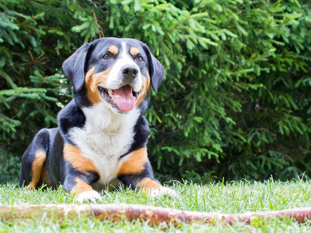 Appenzeller Sennenhund portrait