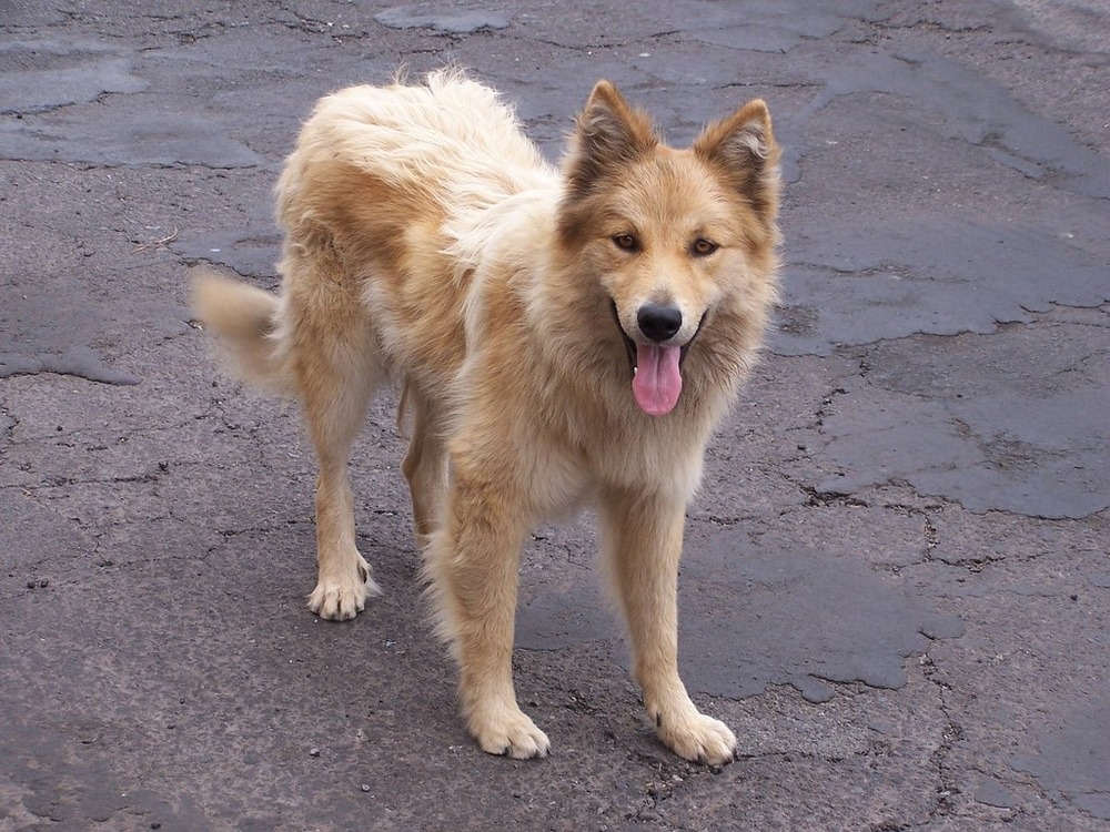 Garafian Shepherd Dog portrait view