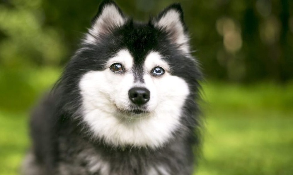 Close-up of an Alaskan Klee Kai face with mask markings