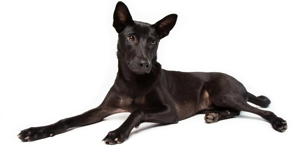 Taiwan Dog sitting outdoors with attentive posture