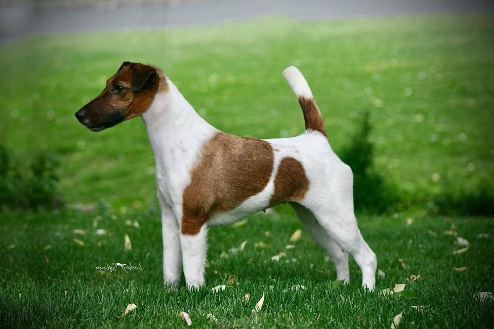 Smooth Fox Terrier looking attentive in a garden