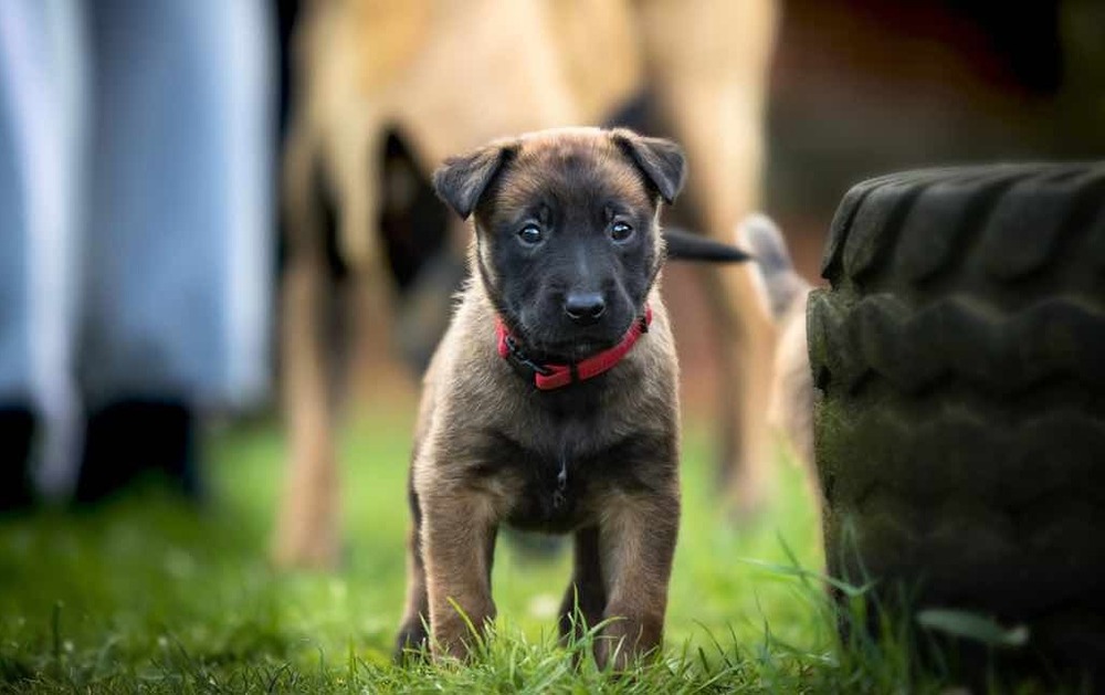 Belgian Shepherd close-up showing coat and ears